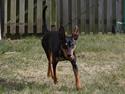 Dvaergpinscher Futte