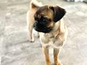 Mops Yrsa