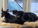 Dvaergpinscher Wupti