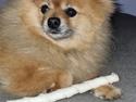 Pomeranian Ozzy