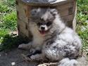 Pomeranian Maximus