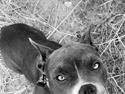 American Bully Fendi