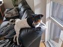 Dansk svensk gaardhund Rosa