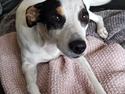 Dansk svensk gaardhund Elsa