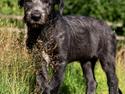Irsk ulvehund Alma