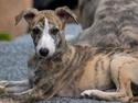 Whippet Jasmina