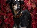 Borzoi Falka