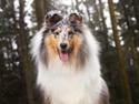 Collie langhåret Sedonia