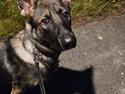 Schæferhund Lilly