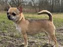 Chihuahua Hello World Ouch Ouch Not My Leg "Envy"