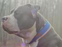 American Bully Harley
