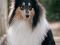 Collie langhåret Chase