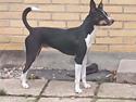Rat Terrier Elly Plump´s I`LL KILLS THAT CAT (Hansen)