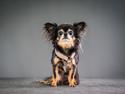 Chihuahua Lucky