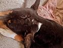 Rat Terrier Solgaards Darwin DØD
