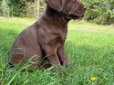 Labrador retriever Balder