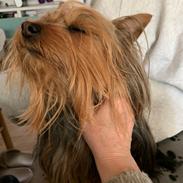 Australian silky terrier Enga’s Middle of the Night