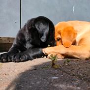 Labrador retriever Ace