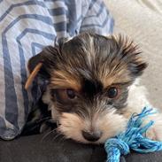 Biewer yorkshire terrier Viggo