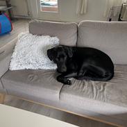 Labrador retriever Bamse