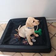 Labrador retriever Gule