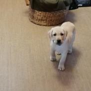 Labrador retriever Gule