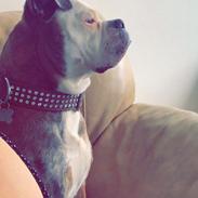 Olde english bulldogge Kenya