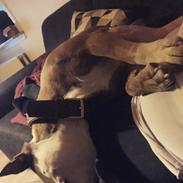 Olde english bulldogge Kenya