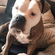 Olde english bulldogge Kenya