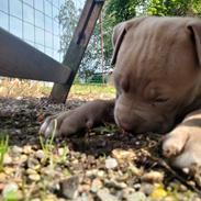 American Bully Molly
