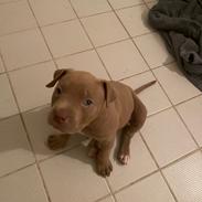 American Bully Molly