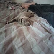 American Bully Molly