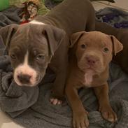 American Bully Molly