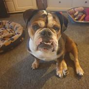 Olde english bulldogge Mysli