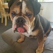 Olde english bulldogge Mysli