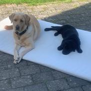 Labrador retriever Angus