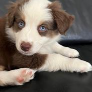 Miniature American Shepherd Saga