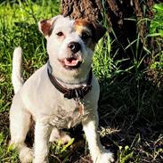 Jack russell terrier Daisy Blossom's GoldHeart/ Milo