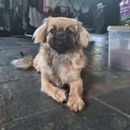 Tibetansk spaniel Django