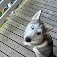 Siberian husky Balkan