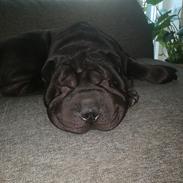 Shar pei Muffin