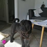 Shar pei Muffin