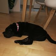 Shar pei Muffin