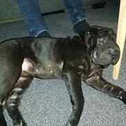 Shar pei Muffin