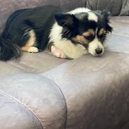 Blanding af racer Tulle 