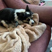 Blanding af racer Tulle 