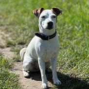 Parson russell terrier Sonja