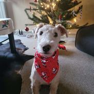 Lakeland terrier Charlie