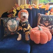 Lakeland terrier Charlie