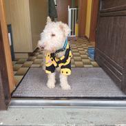 Lakeland terrier Charlie